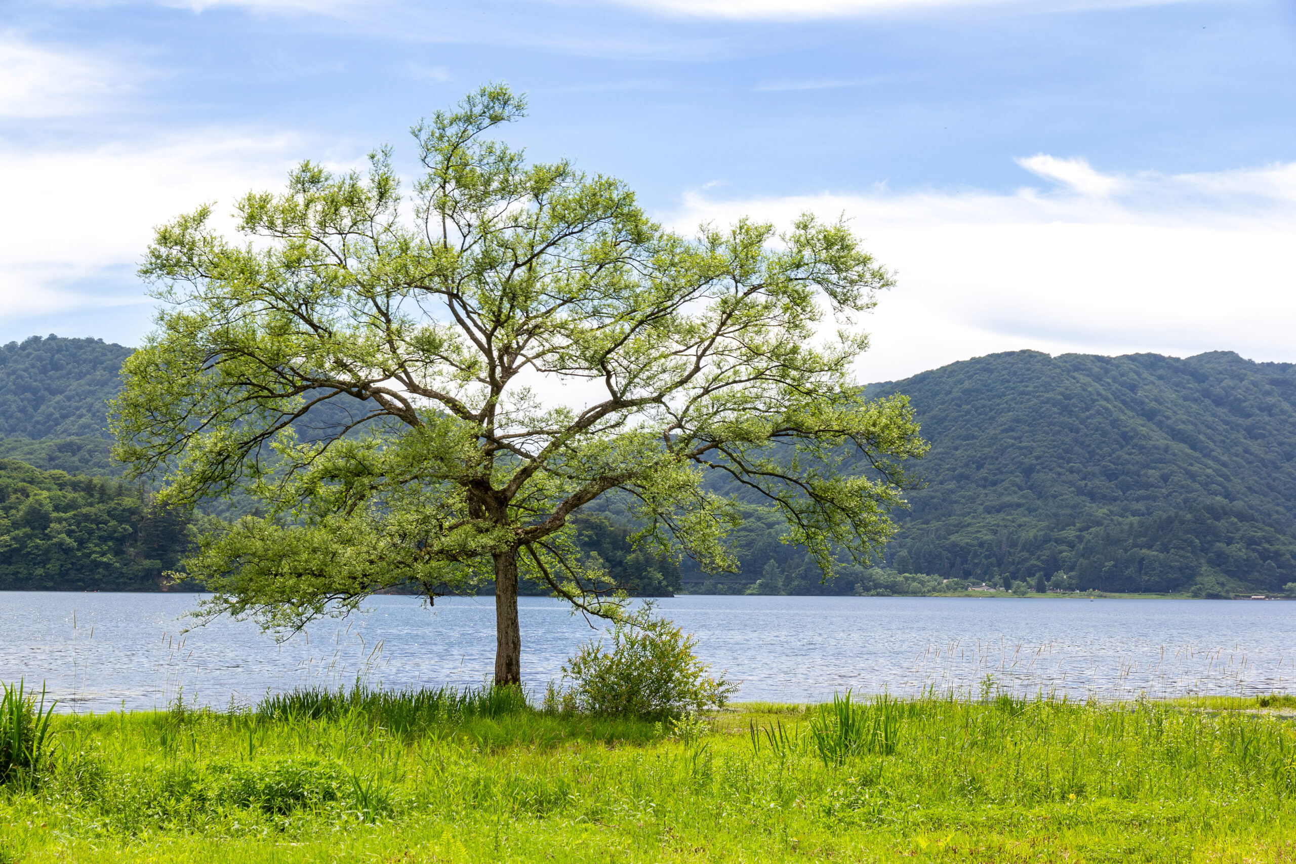 桧原湖の湖岸です。